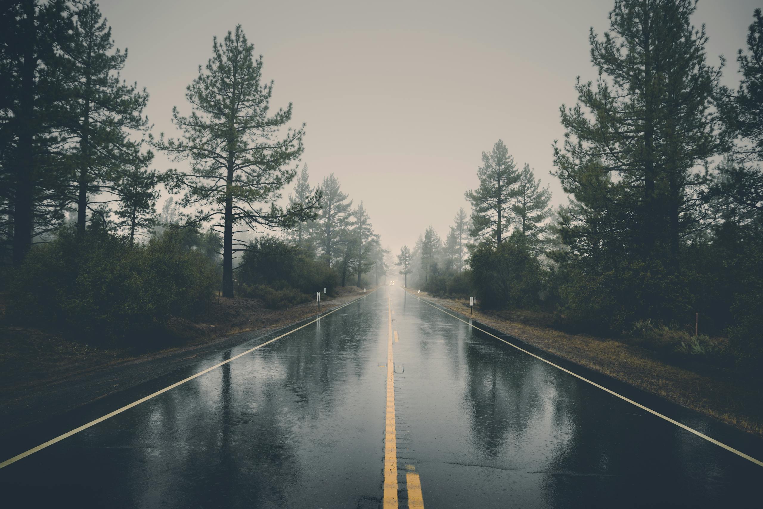 A serene rain-soaked road cutting through a misty forest, creating a mystical atmosphere.